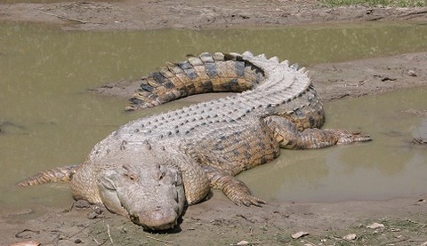 crocodile -eh